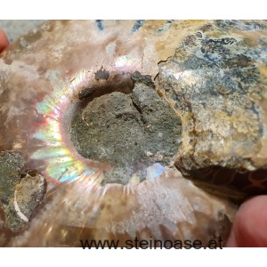 Ammonite Nr.2 - rechts